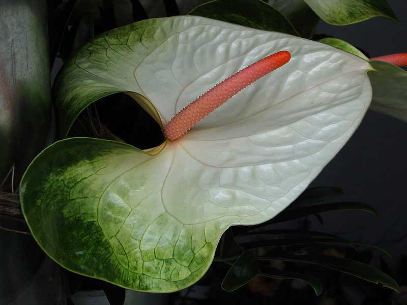 Blume  Img  1063_Bildgröße ändern.jpg